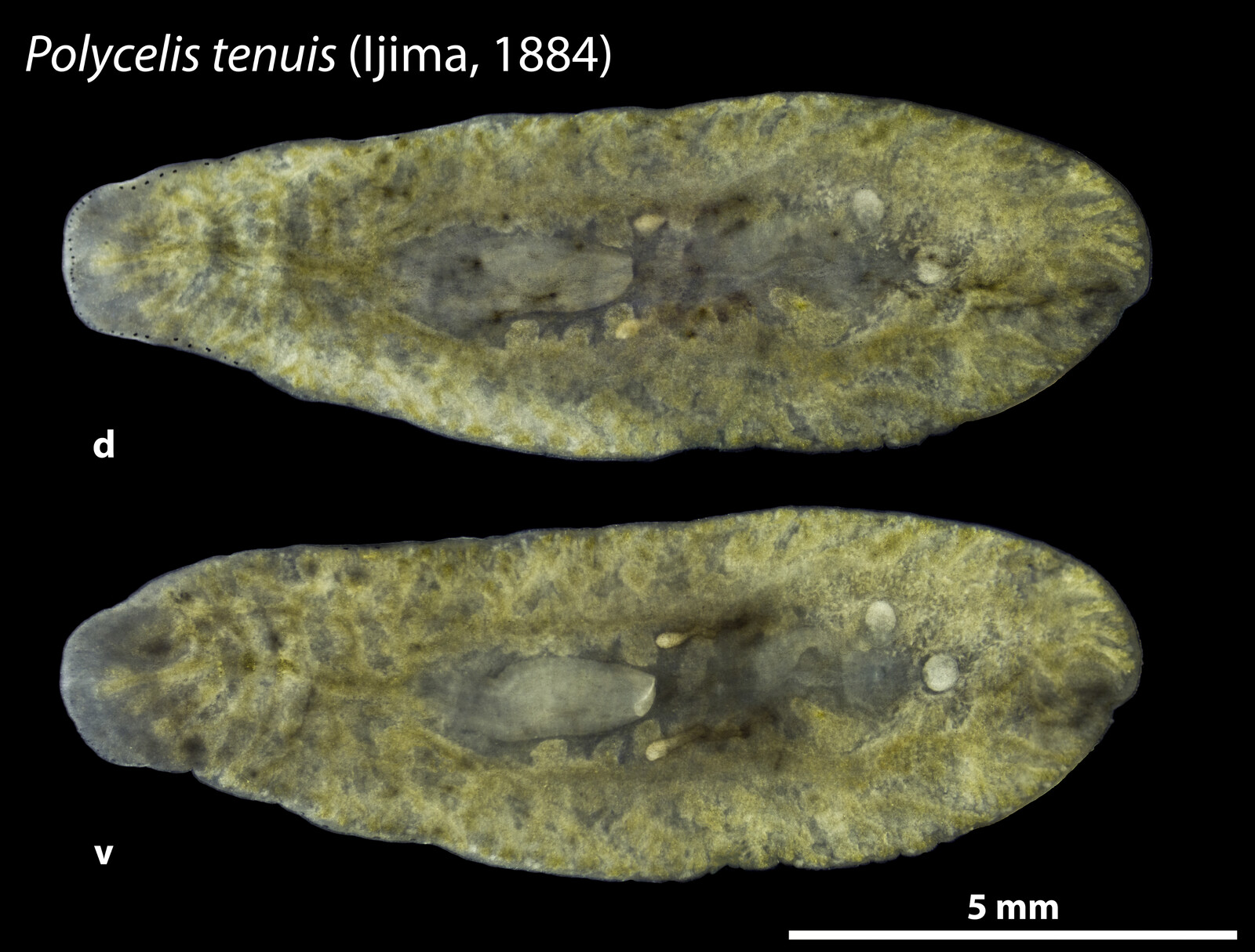 Polycelis tenuis